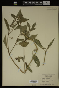 Image Associated With the Occurrence