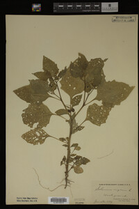 Image Associated With the Occurrence