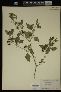 Image Associated With the Occurrence