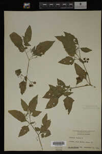 Image Associated With the Occurrence