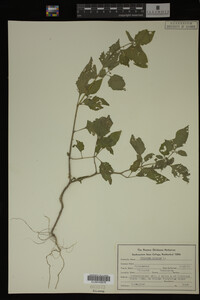 Image Associated With the Occurrence