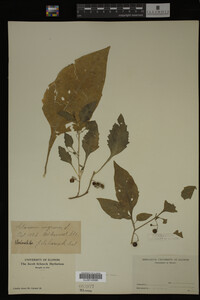 Image Associated With the Occurrence
