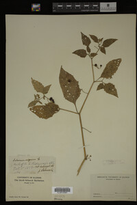 Image Associated With the Occurrence