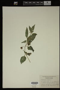 Image Associated With the Occurrence