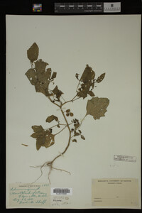 Image Associated With the Occurrence
