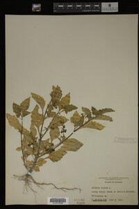 Image Associated With the Occurrence