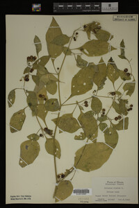 Image Associated With the Occurrence