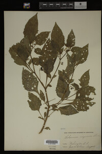 Image Associated With the Occurrence
