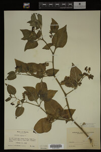 Image Associated With the Occurrence