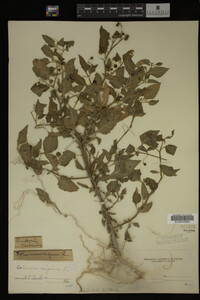 Image Associated With the Occurrence