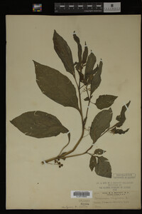 Image Associated With the Occurrence