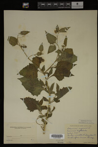 Image Associated With the Occurrence