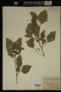Image Associated With the Occurrence