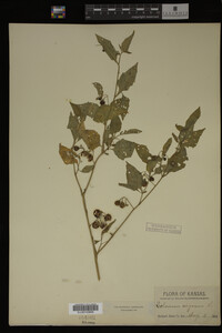 Image Associated With the Occurrence