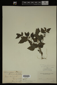Image Associated With the Occurrence
