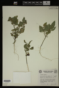 Image Associated With the Occurrence