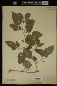 Image Associated With the Occurrence