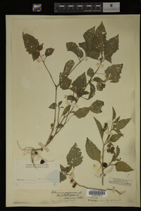 Image Associated With the Occurrence