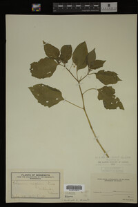 Image Associated With the Occurrence