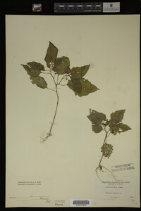 Image Associated With the Occurrence
