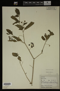 Image Associated With the Occurrence