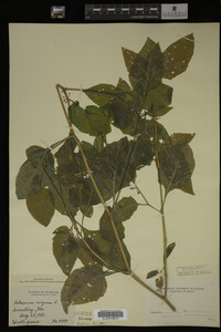 Image Associated With the Occurrence