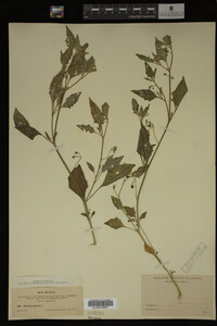 Image Associated With the Occurrence