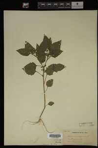 Image Associated With the Occurrence
