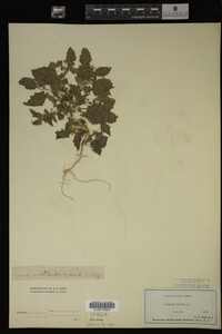 Image Associated With the Occurrence