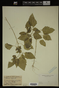 Image Associated With the Occurrence