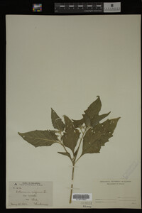 Image Associated With the Occurrence