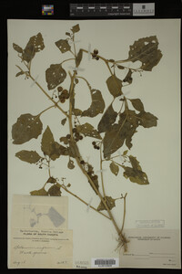 Image Associated With the Occurrence