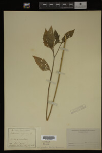 Image Associated With the Occurrence