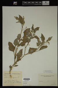 Image Associated With the Occurrence