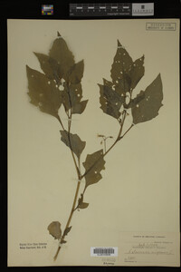 Image Associated With the Occurrence