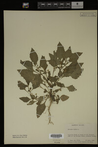 Image Associated With the Occurrence