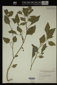 Image Associated With the Occurrence