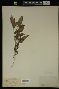 Image Associated With the Occurrence