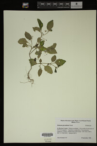 Image Associated With the Occurrence