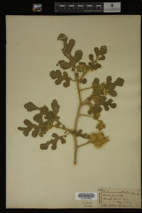 Image Associated With the Occurrence