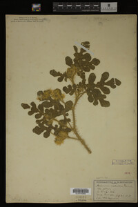 Image Associated With the Occurrence