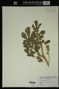 Image Associated With the Occurrence