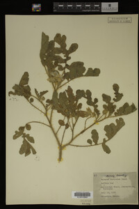 Image Associated With the Occurrence