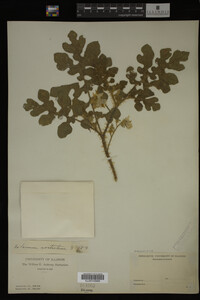 Image Associated With the Occurrence