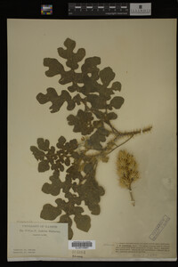 Image Associated With the Occurrence