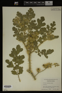 Image Associated With the Occurrence