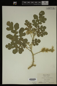 Image Associated With the Occurrence