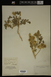 Image Associated With the Occurrence