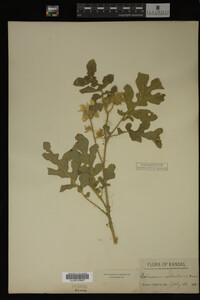 Image Associated With the Occurrence