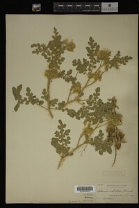 Image Associated With the Occurrence